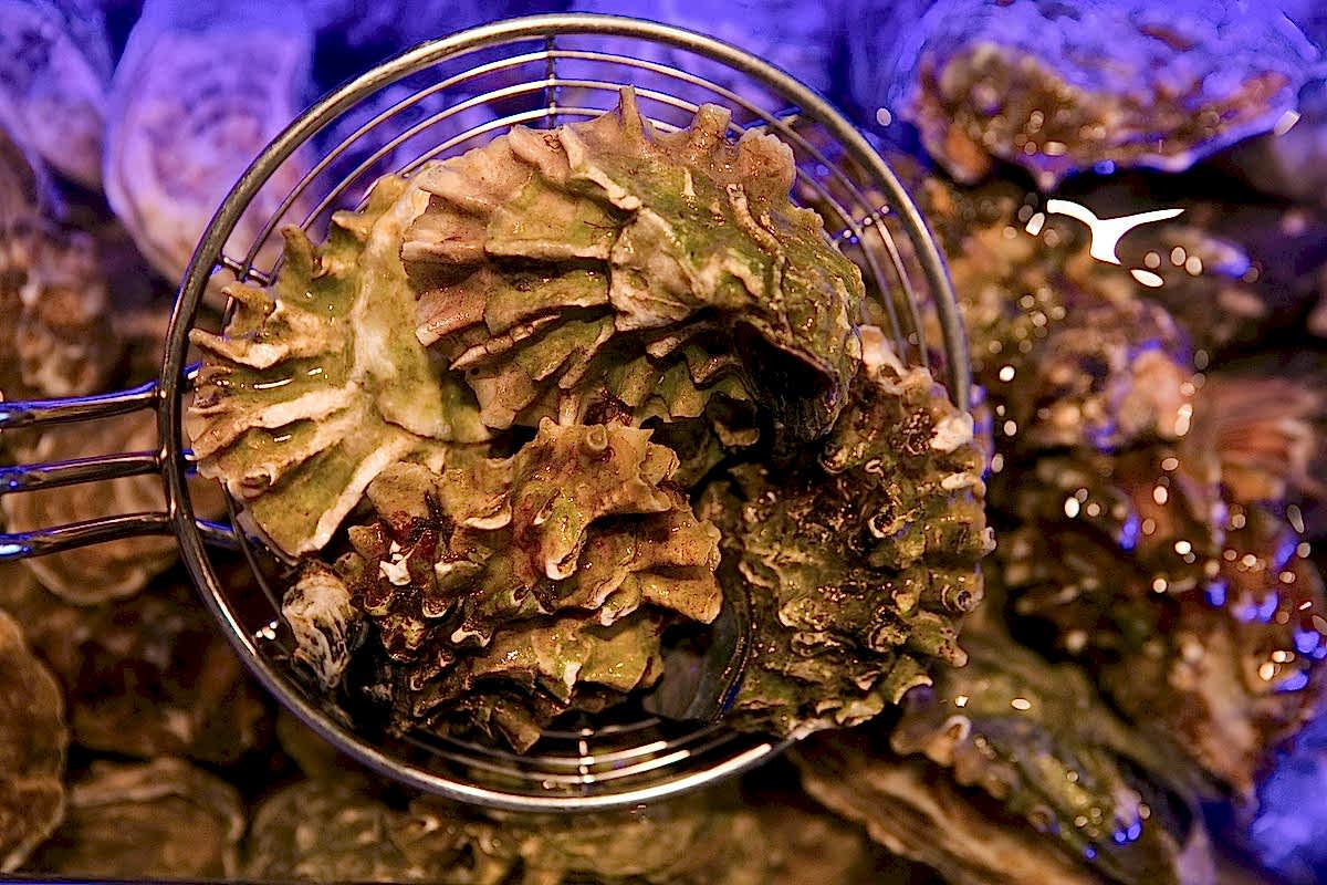 ERWIN.RMO_OYSTERS 70R9