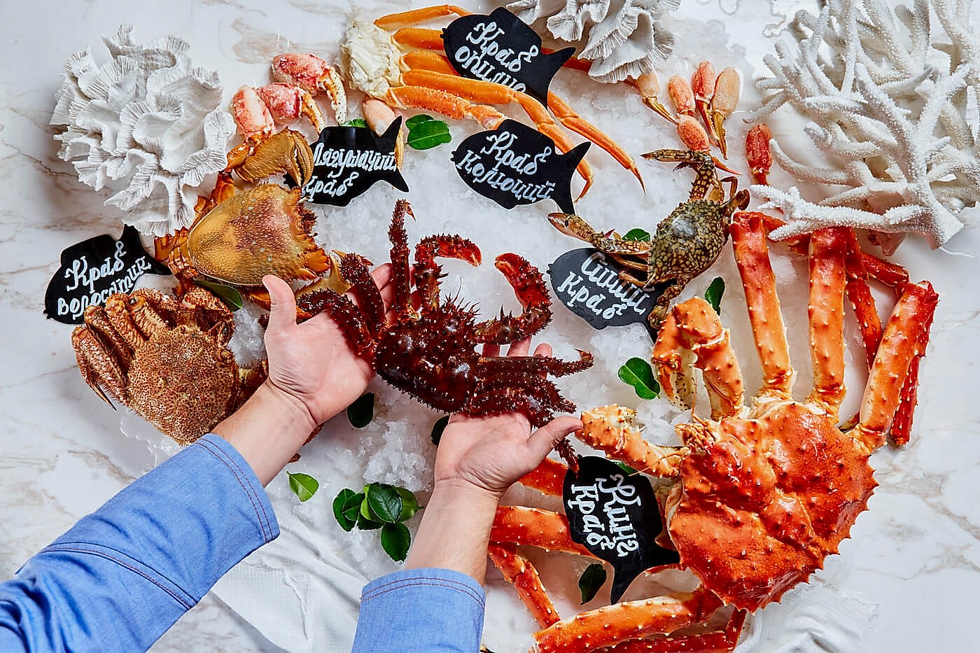 Crabs_Erwin (1)-2
